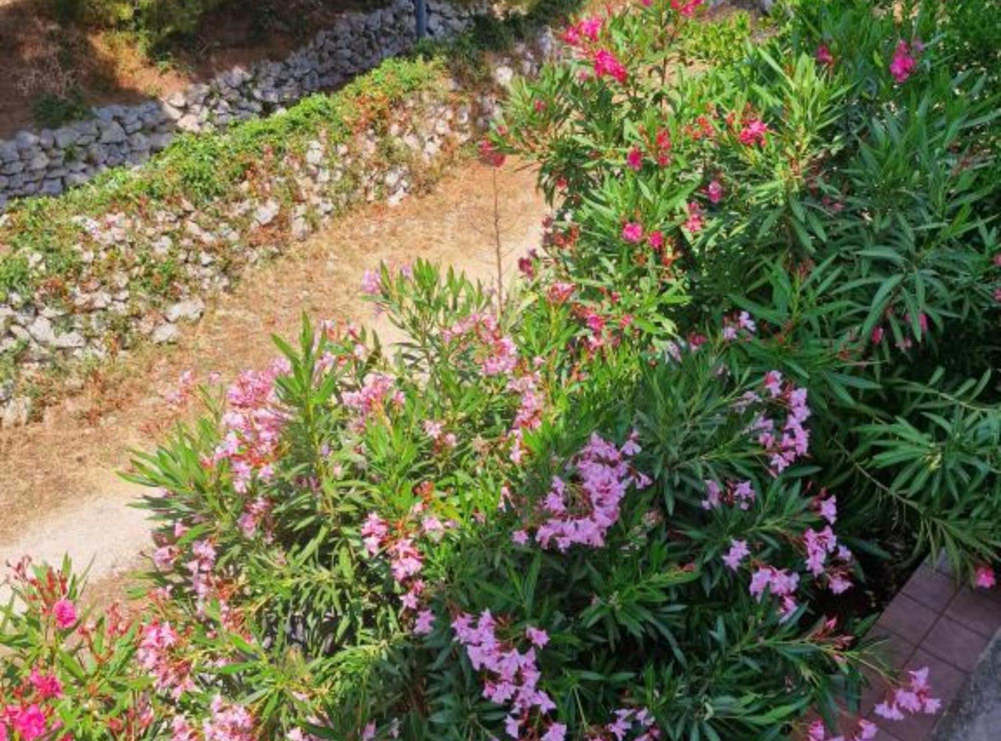 Pansion Belvedere Mali Lošinj Exteriér fotografie